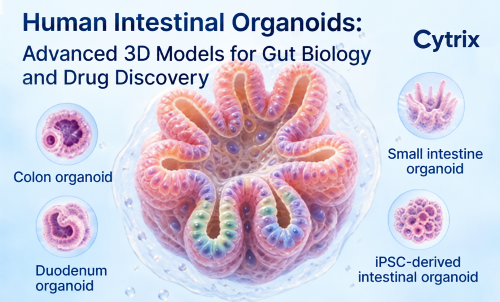 Human Intestinal Organoids: Advanced 3D Models for Gut Biology and Drug Discovery