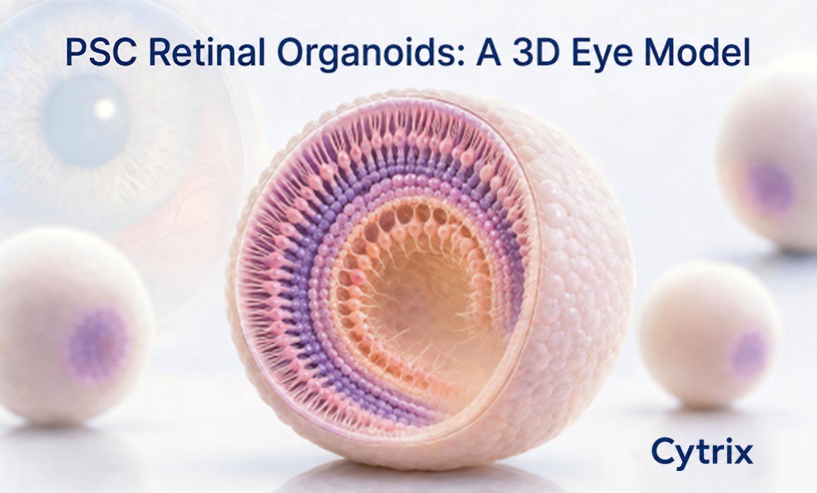 iPSC Retinal Organoids: A 3D Eye Model