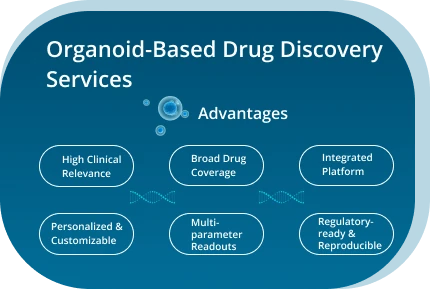 Organoid-Based Drug Discovery Services