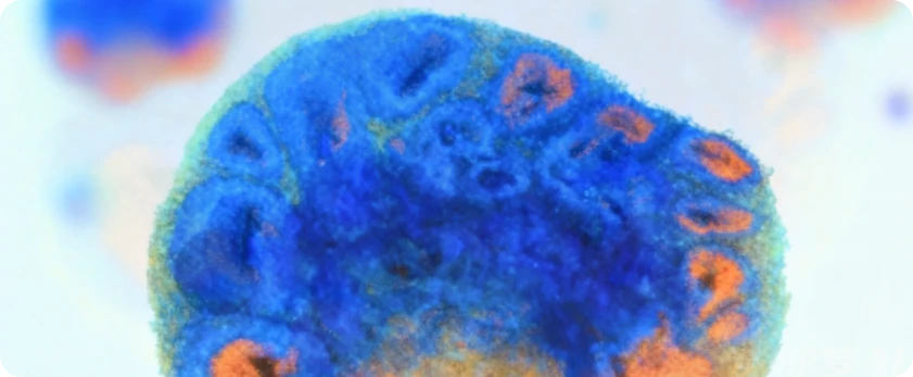 3D Ready Organoids