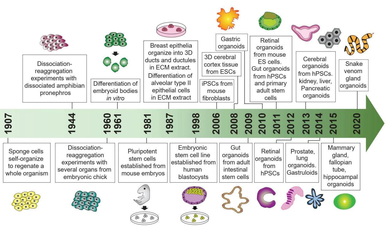 Timeline of key developments in organoid culture technologies from 1907 to 2020.