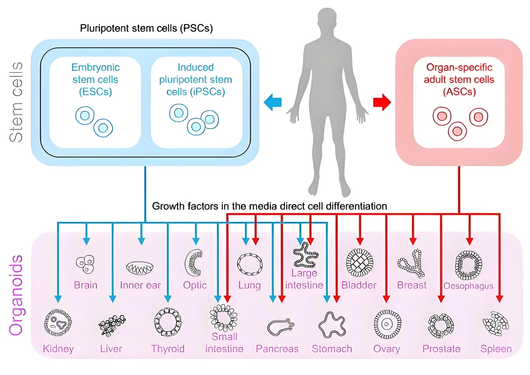 Schematic representation of organoid establishment from pluripotent stem cells (PSCs) and adult stem cells (ASCs).