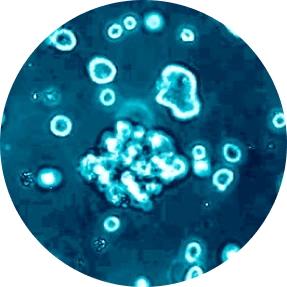Organoid-Based Phenotypic Screening Services