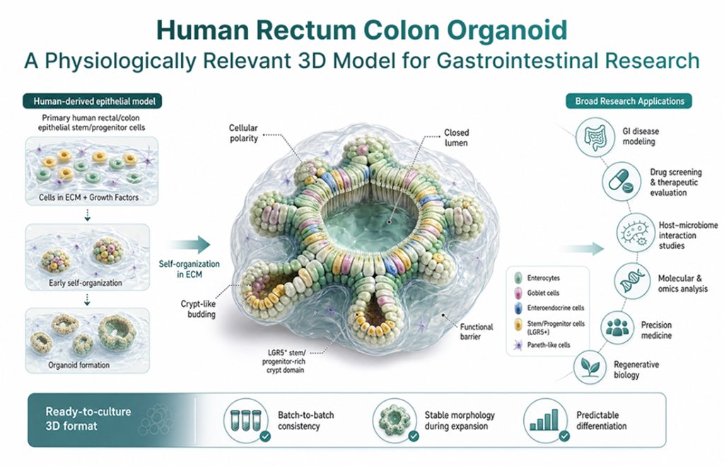 Human Rectum Colon Organoid: A Physiologically Relevant 3D Model for Gastrointestinal Research