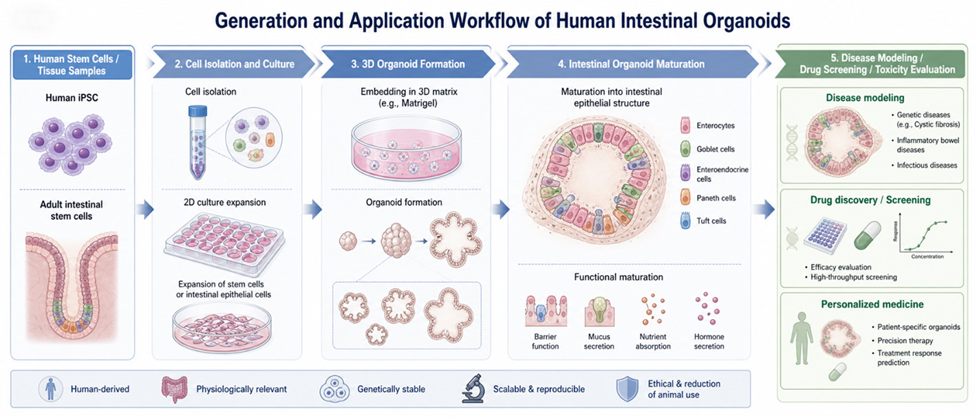 Human intestinal organoids generation and application workflow diagram stem cell culture organoid maturation disease modeling drug screening Cytrix blog illustration